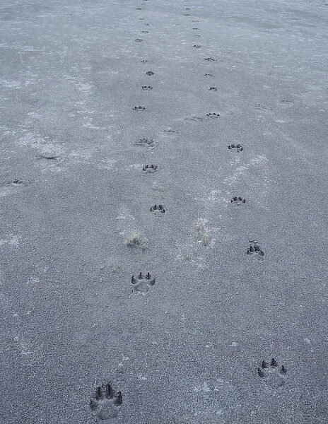 Wolf(Canis lupus)tracks, glacier bay national park, Alaska