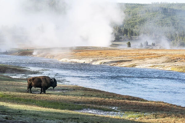 Yellowstone National Park. An American bison bull stands next to the Firehole River at