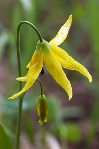 Yellowstone National Park, detail of a glacier lily
