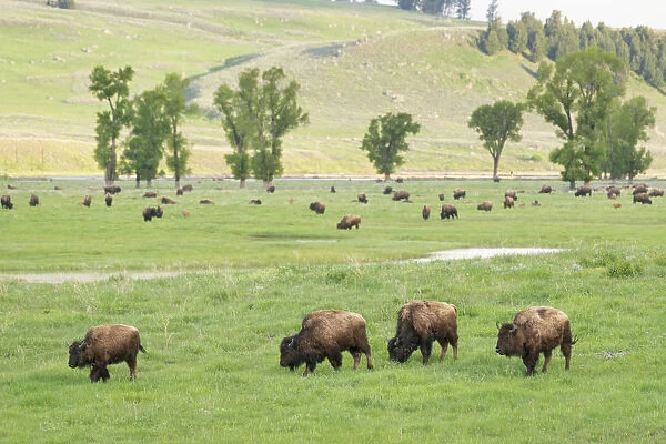 Yellowstone National Park, Lamar Valley. Bison enjoying the green grass of spring