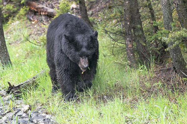 Yellowstone National Park, large black bear sow walking among the green grass of early spring