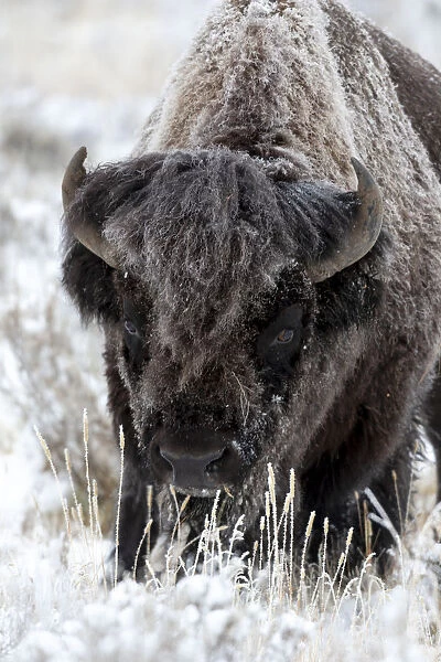 Yellowstone National Park, portrait of a frost covered American bison
