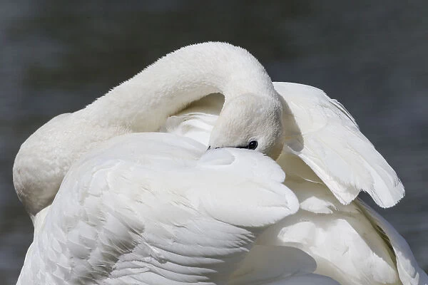 Yellowstone National Park, trumpeter swan preens its feathers while watching alertly