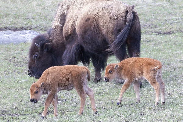 Yellowstone National Park. Young bison calves stay close to their mother
