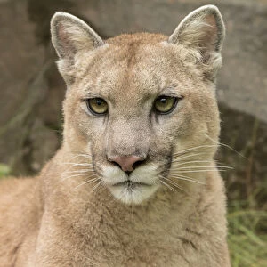 Adult Mountain Lion, Puma concolor (Controlled Situation) Minnesota