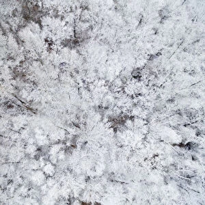 Aerial view of snow-covered trees, Marion County, Illinois