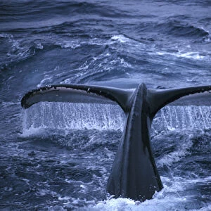 Antarctic Peninsula Humpback whale raising its tail fluke before diving