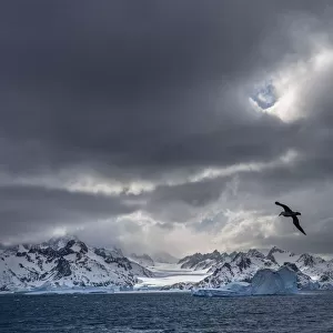 Antarctica, South Georgia Island. Stormy sunset on glacier and flying bird