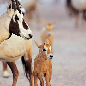 Arabian Oryx (Oryx leucoryx) calf on Sir Bani Yas Island, United Arab Emirates, April