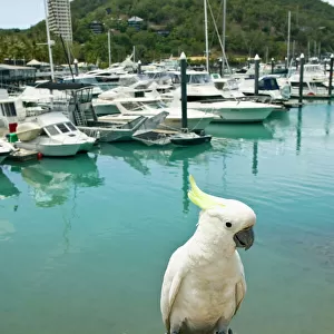 Australia, Queensland, Whitsunday Coast, Hamilton Island. Sulphur Crested Cockatoo