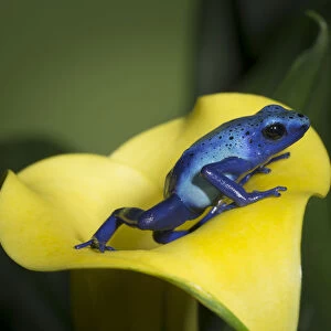 Blue poison dart frog, Blue poison arrow frog, okopipi, Dendrobates tinctorius azureus"
