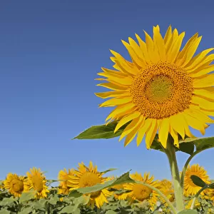 Canada, Manitoba, Dugald. Close-up of sunflower