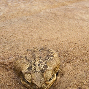 Cane Toad (Rhinella marina) previously Bufo marinus Essequibo River