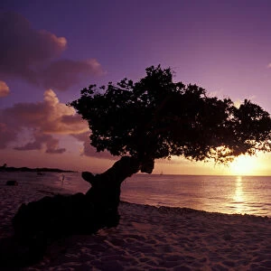 Caribbean, Aruba Divi divi tree at sunset