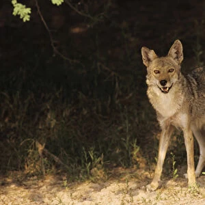 Coyote, Canis latrans, adult, Starr County, Rio Grande Valley, Texas, USA, May 2002