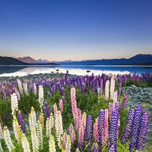 Dawn light on lupine at Lake Tekapo, Canterbury, South Island, New Zealand