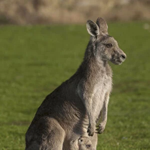 Eastern Grey Kangaroo (Macropus giganteus) with Joey in Pouch, Eltham College Environmental Reserve