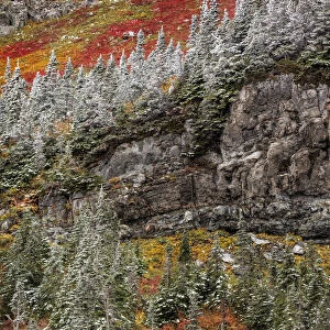 Fresh snowfall on autumn colors in Glacier National Park, Montana, USA