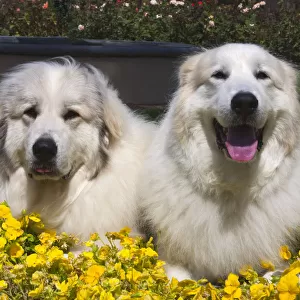 Great Pyrenees in the flowers