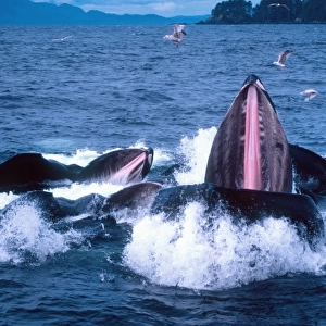 Group of Humpback Whales Bubble Net or Lunge Feeding, Megaptera novaeangilae, Frederick Sound