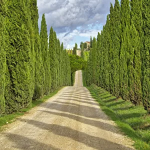 Italy, Tuscany. Road lined with Italian cypress leading to a villa