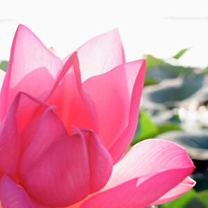 Lotus flower [Nelumbo speciosum] in full bloom. Mantova / Mantua, Italy