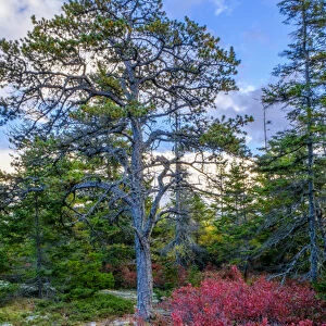 Maine, fall colors, bush, tree