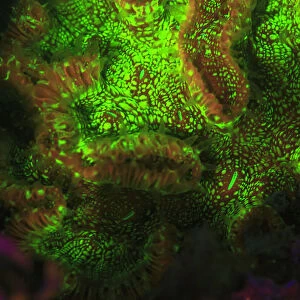 Night dive at Barrier Reef near Saint Georges Caye, Fluorescence emitted at night