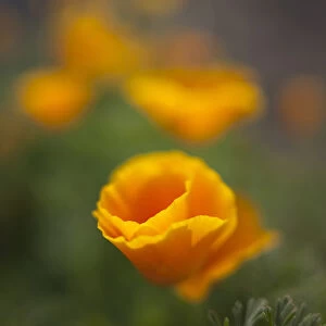 Orange California Poppy with isolated selective focus