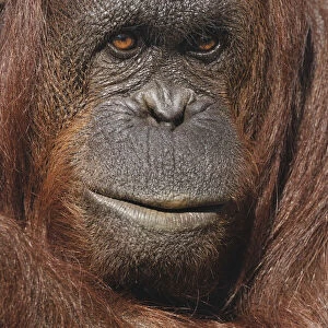 Orangutan, Pongo, native to Borneo and Sumatra