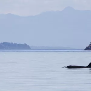 Orca whales, pod with a youngster
