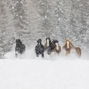 Panoramic view of cowboys during winter roundup, Kalispell, Montana