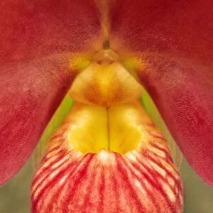 Phragmipedium besseae, orchid