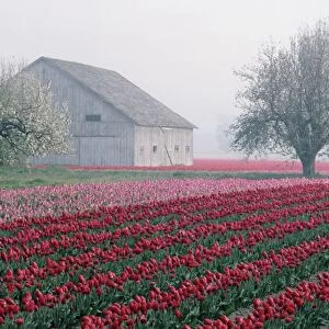 Red and pink tulips greet the day on a misty April morning in the Skagit Valley of Washington
