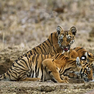 Royal Bengal Tiger cubs at the waterhole, Tadoba Andheri Tiger Reserve, India