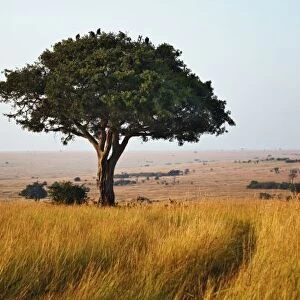 Single acacia tree on grassy plains, Masai Mara, Kenya