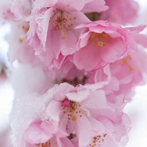 Snow on cherry blossoms, spring snowstorm, Portland, Oregon