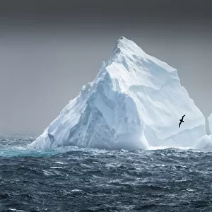 South Georgia Island. Albatross flying past pinnacled iceberg