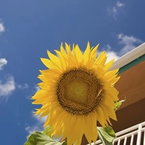 Sunflower outside the Bimini sands resort, South Bimini, Bahamas
