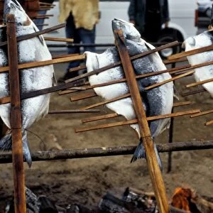 Traditionally the Tlingit used wood stakes and cedar pins to slow cook salmon over