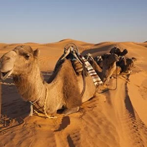 Tunisia, Ksour Area, Ksar Ghilane, Grand Erg Oriental Desert, camel caravan