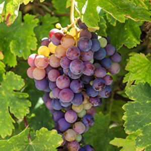 USA, California, Santa Barbara. Grapes