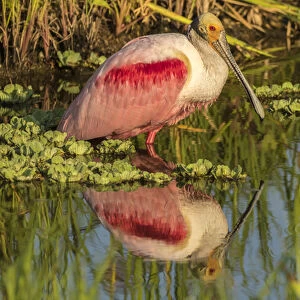 USA, Louisiana, Jefferson Island. Roseate spoonbill reflecting in water. Credit as