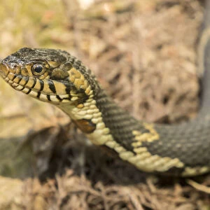 USA, Louisiana, Lake Martin. Southern water snake close-up