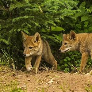 USA, Minnesota, coyote pups at den, captive