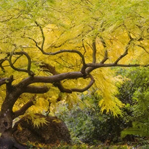 USA, Oregon, Ashland. Lithia Park yellow maple trees in the Japanese Garden. Credit as