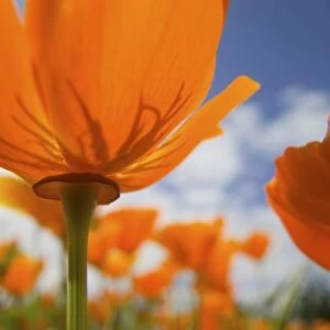 USA, Oregon, Willamette Valley, Close UP of California Poppy With Blue Sky