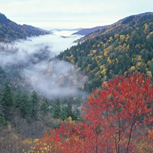 USA, Tennessee, Great Smokey Mountains National Park. Autumn view of foggy valley