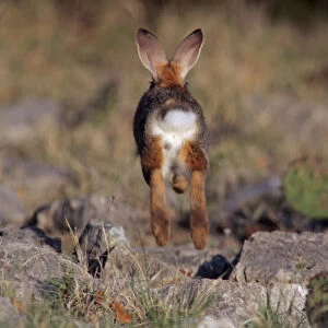 USA, Texas, Kimble County. Rear view of cottontail rabbit running and jumping. Credit as
