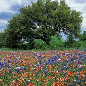 USA, Texas, Marble Falls Paintbrush and bluebonnets and live oak tree, Texas Hill Country